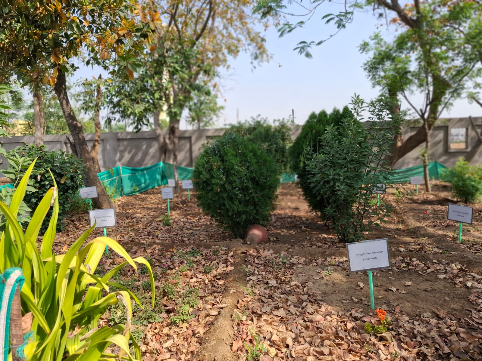 Lush Foliage